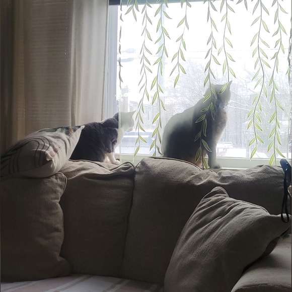 Meet your Posher, Sunshyne - Picture 6 of 16